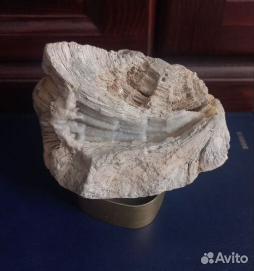 Камни и минералы.окаменелости