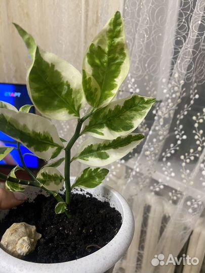 Педилантус