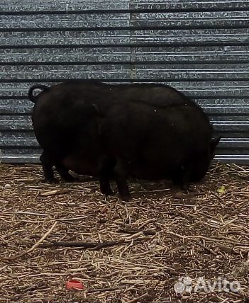 Свиноматка