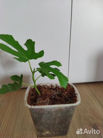 Инжир Лакомка . Индийский лук /лечебный