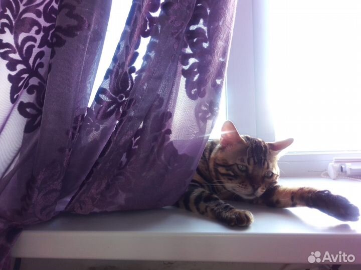 Бенгальский кот продажа