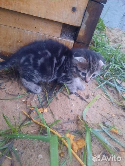 Отдам котят 2 мальчика 3 девочки