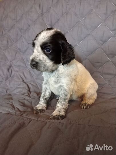 Русский спаниель