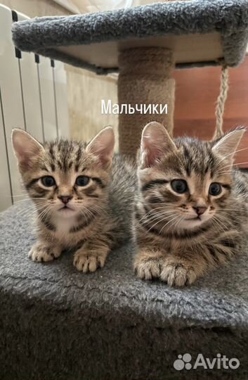 Шотладские котята