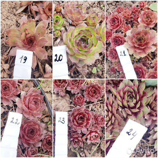 Молодило 60 сортов