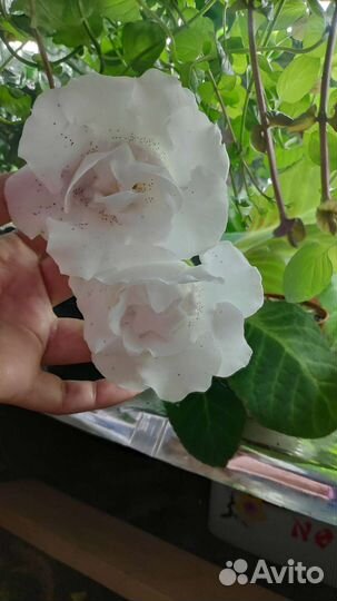 Глоксиния махровая