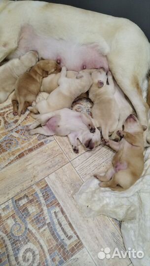 Щенки лабрадора