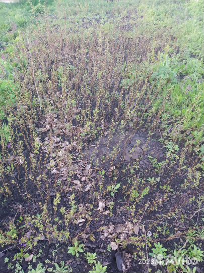 Подвои абрикоса годовалые