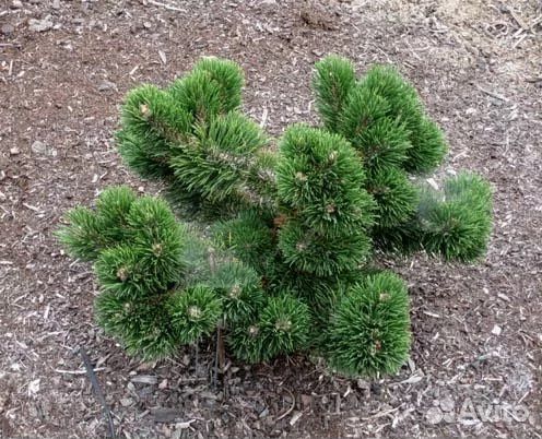 Сосна Якобсен