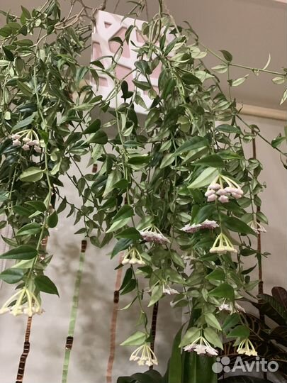 Хойя Белла ампельная и Сеткрезия пурпурная