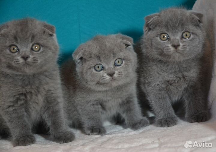 Вислоухие голубые