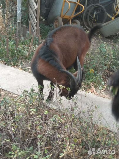Козлик чешский