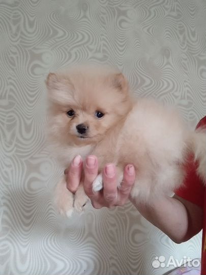 Щенки шпица