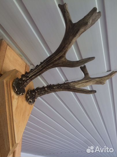 Рога косули