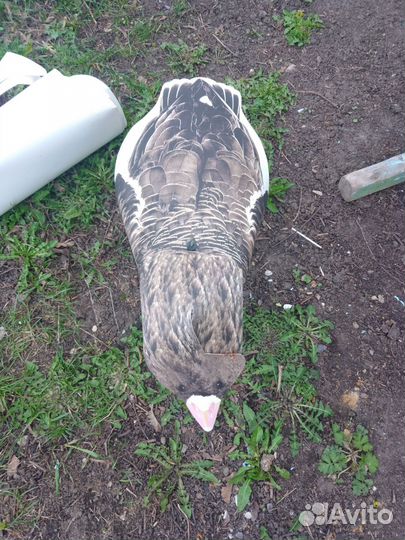 Профеля гусей