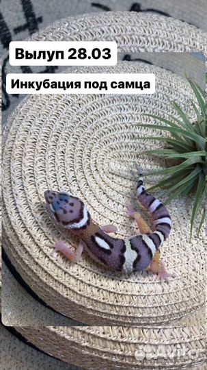 Эублефар