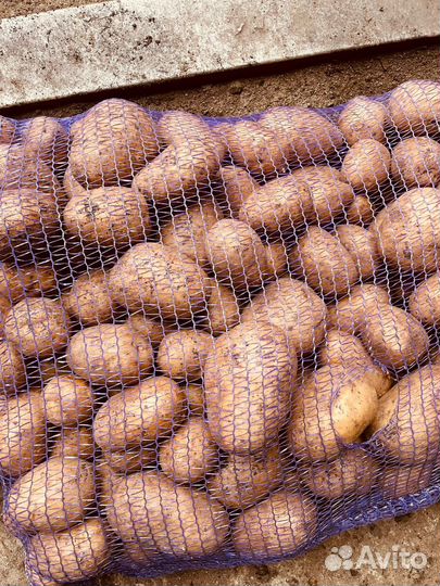 Картошка продажа