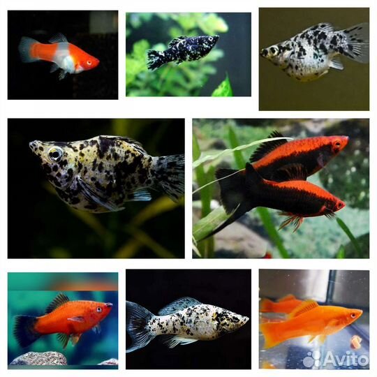 Аквариумные рыбки местной разводни