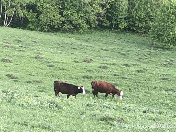 Коровы и телки
