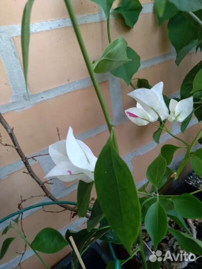 Бугенвиллии