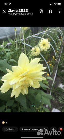 Корни георгин