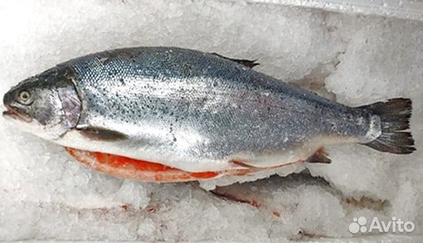 Форель морская охлажденная