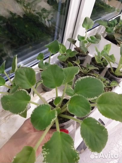 Продам фиалки