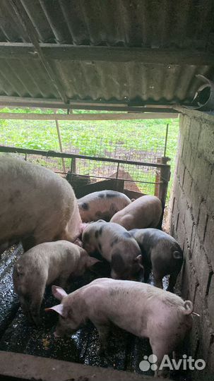 Поросята