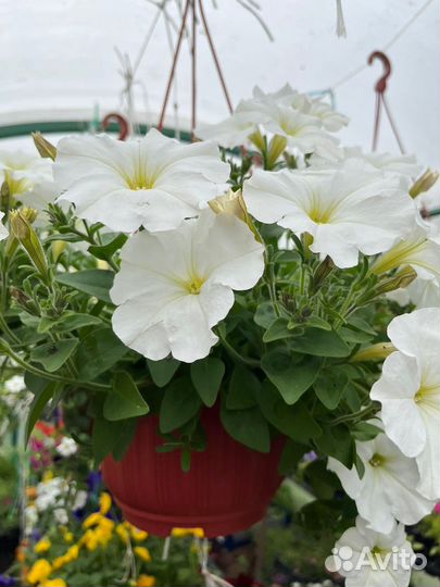 Петунья, кашпо, лобелия, бархатцы