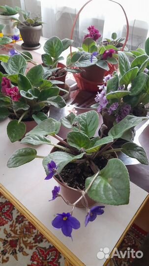 Комнатные цветы