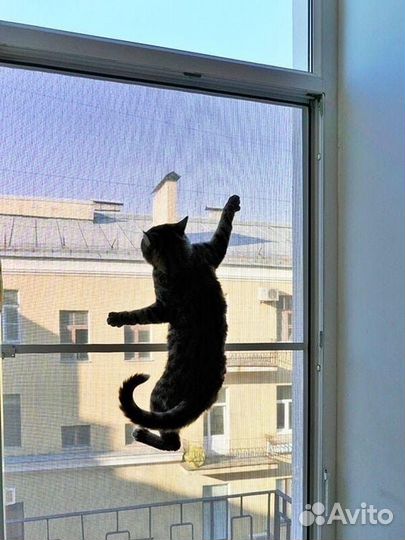 Москитные сетки антикошка изготовление