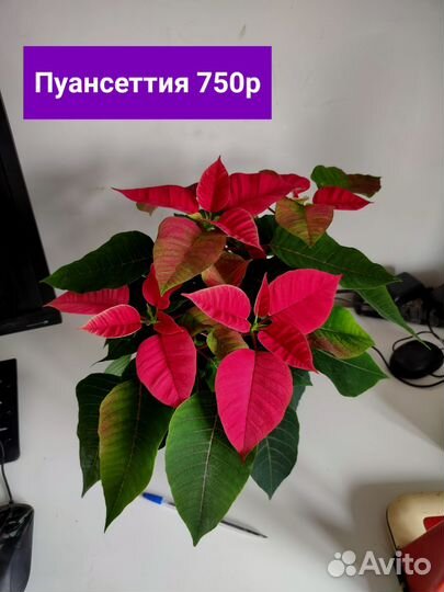 Комнатные растения