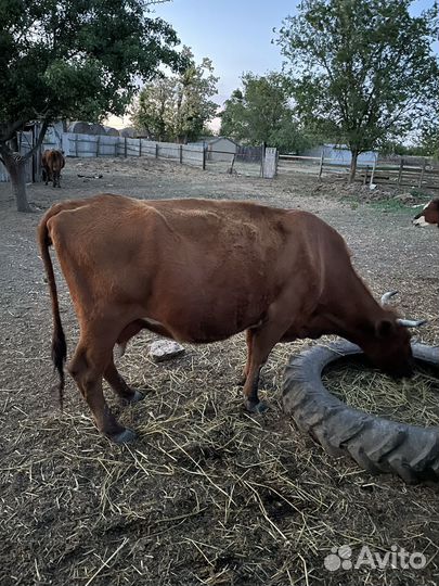 Корова дойная