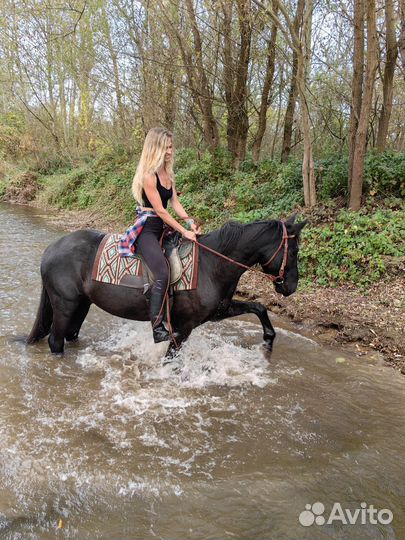 Конные прогулки в Мостовском
