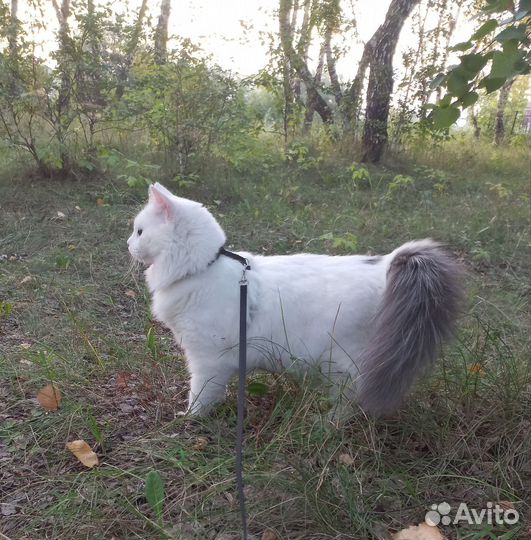 Кошки в добрые руки
