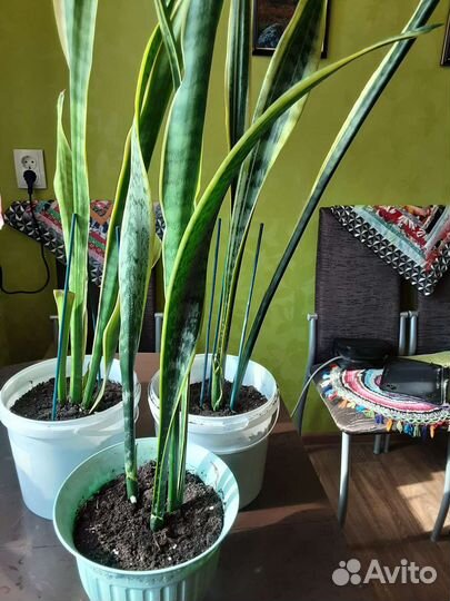 Сансенверия