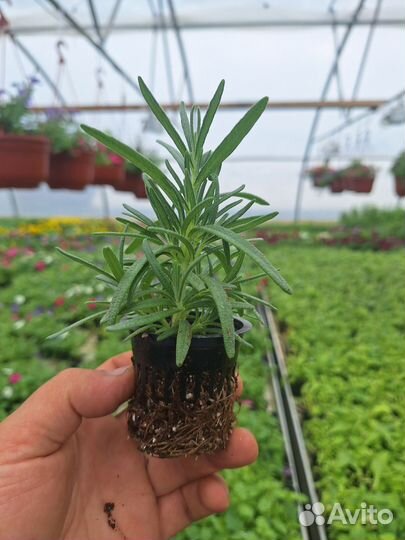 Розмарин Лаванда Мята Тимьян Чабрец рассада