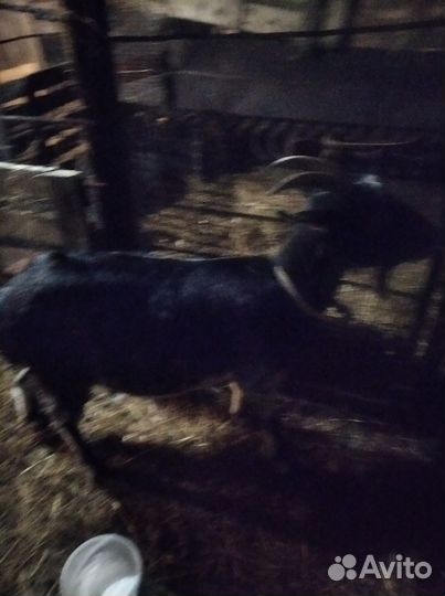 Коза нубийская