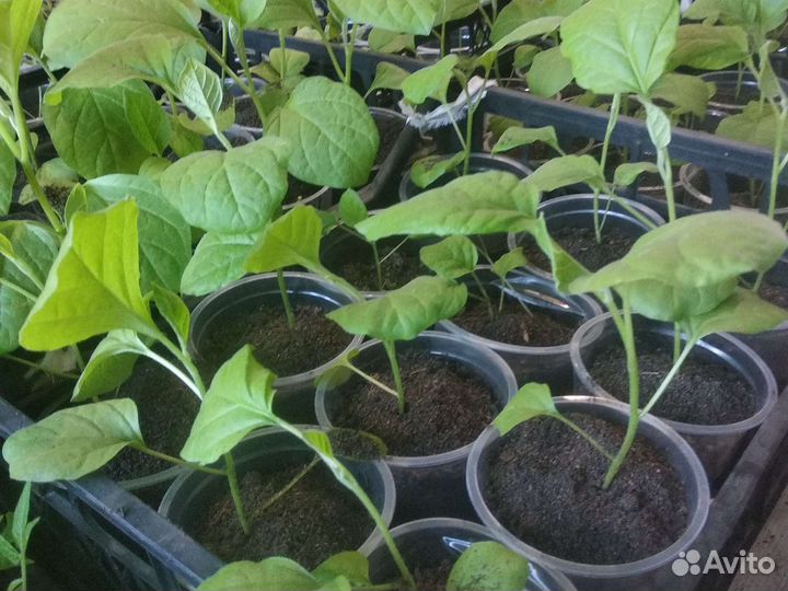 Рассада помидор и перцев,огурцов, баклажан,капусты