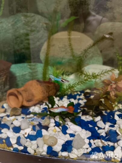 Аквариумные рыбки гуппи