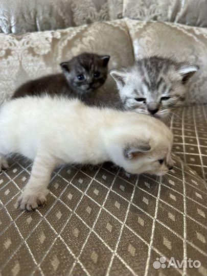 Котята в дар бесплатно