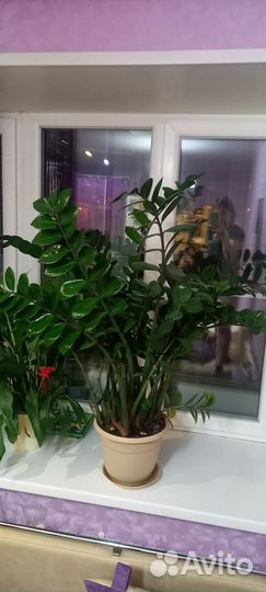 Замиокулькас