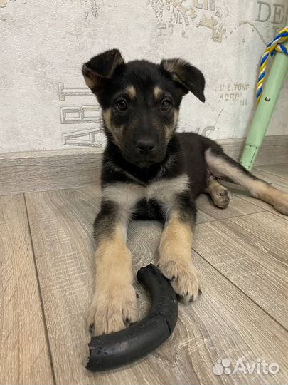 Щенок мальчик красавчик в добрые руки