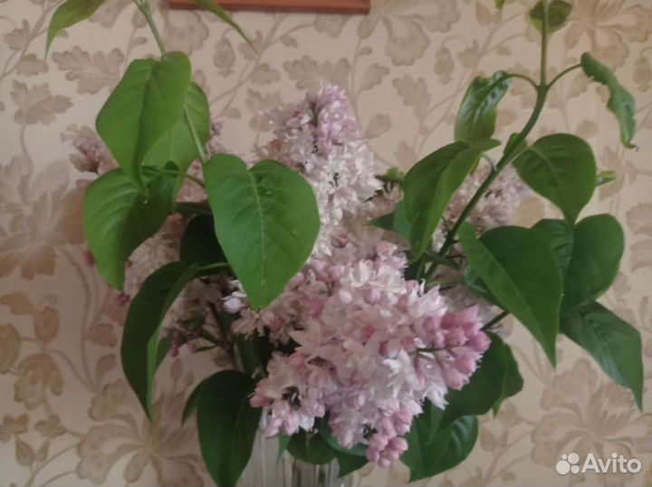 Цветы сирень на букет