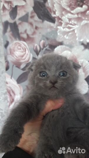 Шотландская