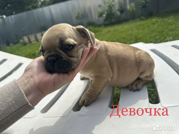 Щенки Французский Бульдог