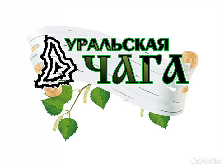 Чага березовая