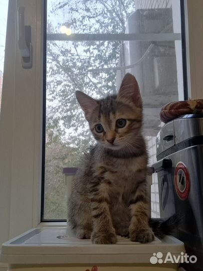 Девочка ищет дом