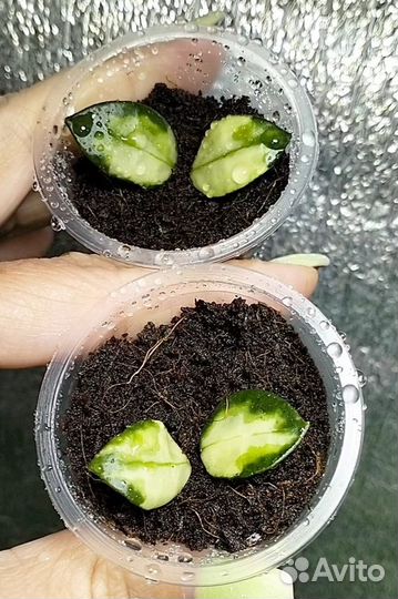 Хойи новинки