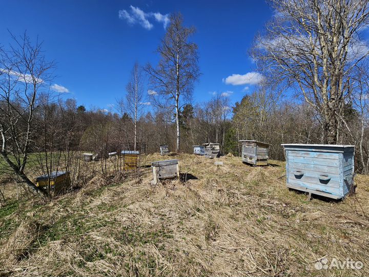 Продам ульи для пчёл